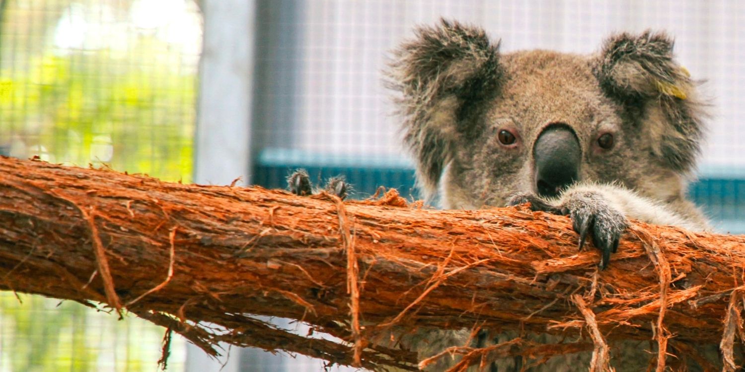 Um coala espiando um galho em Secrets Of The Zoo Down Under