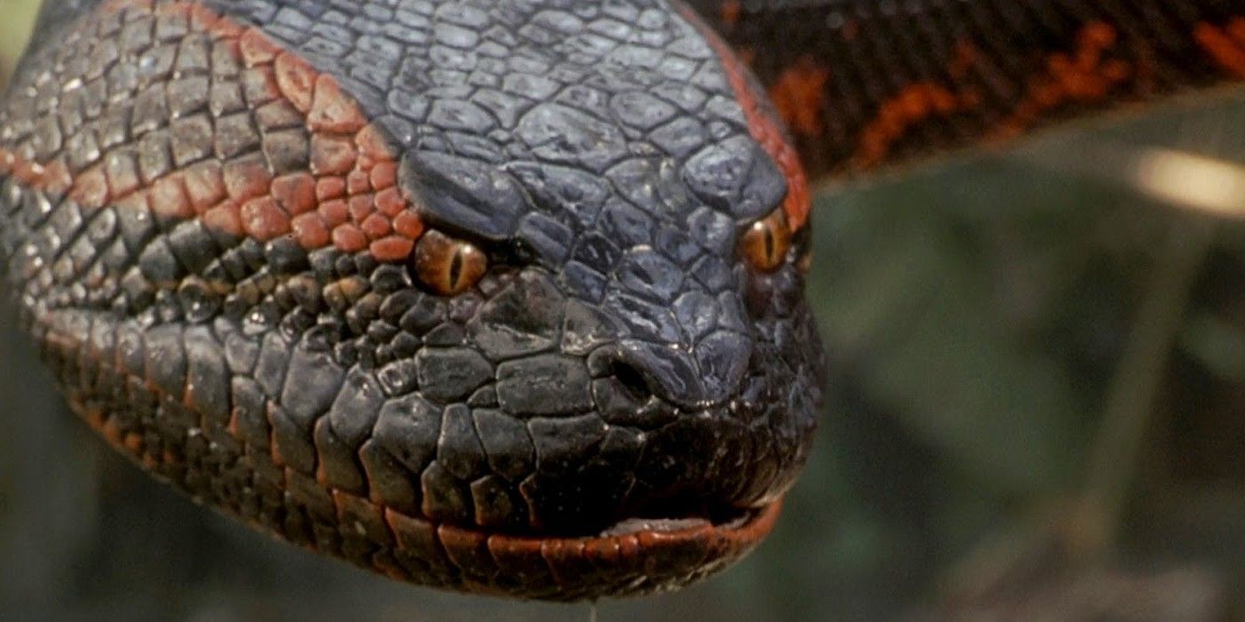 A snake staring menacingly in Anaconda