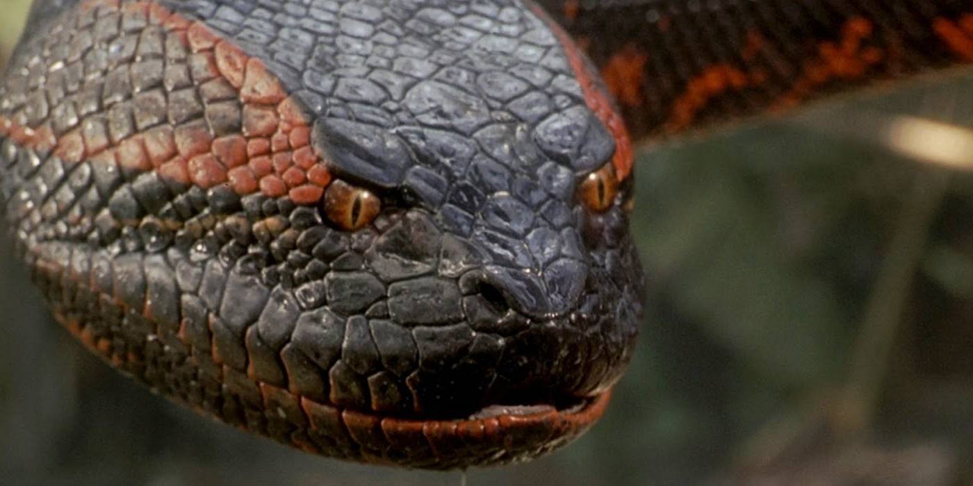 Uma cobra olhando ameaçadoramente em Anaconda
