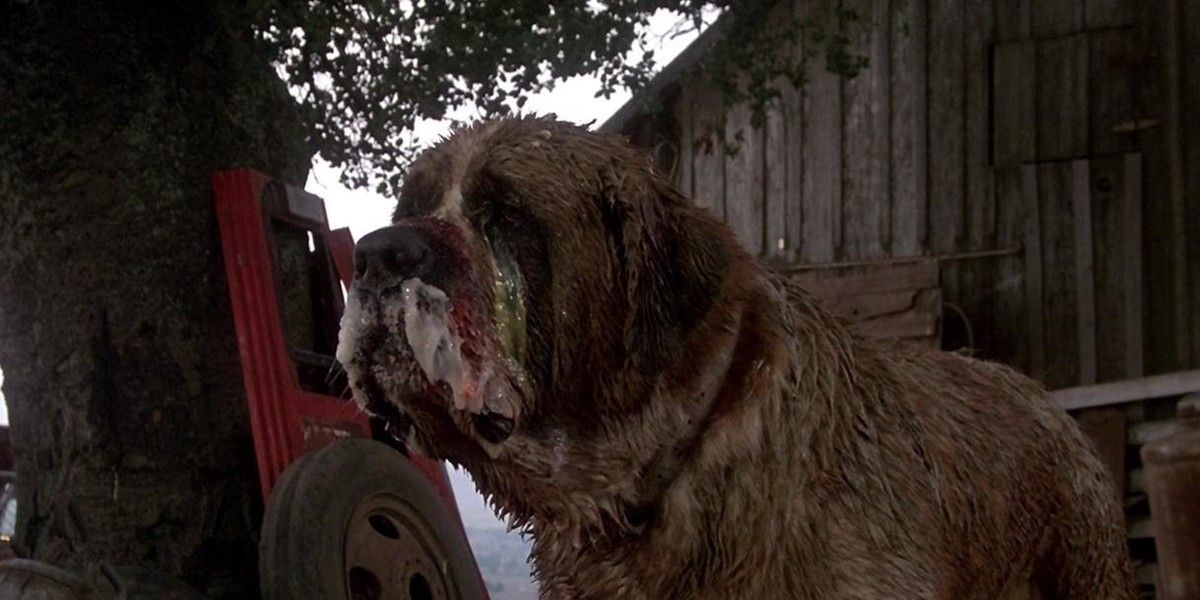 The rabid dog looking to the distance in Cujo