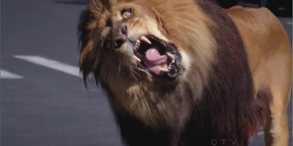 A lion in the hospital in Grey&rsquo;s Anatomy