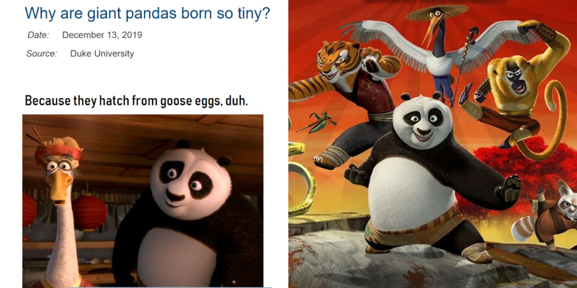 funny panda memes