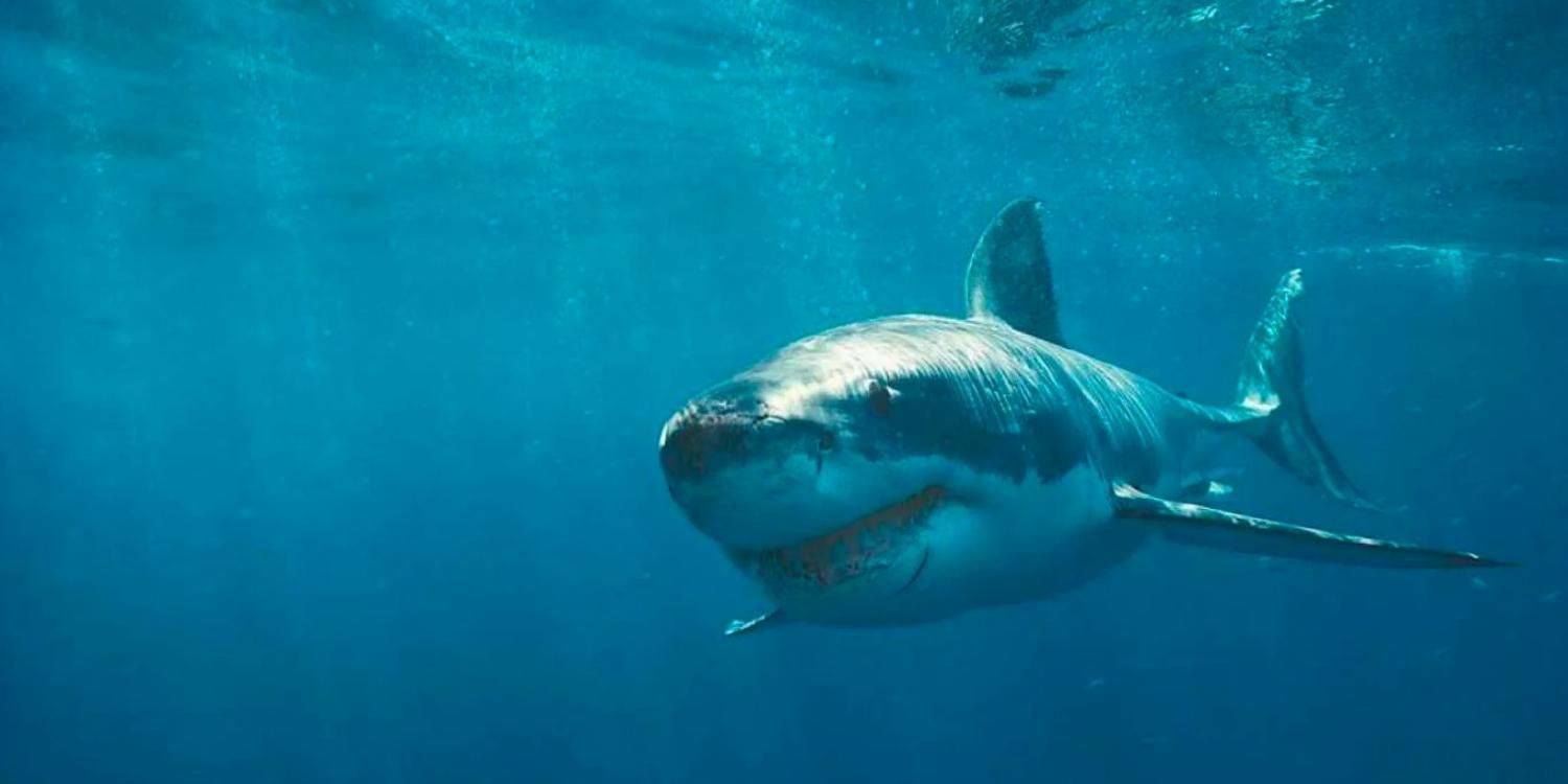 O tubarão nadando em um mar azul em Shark Attack 3