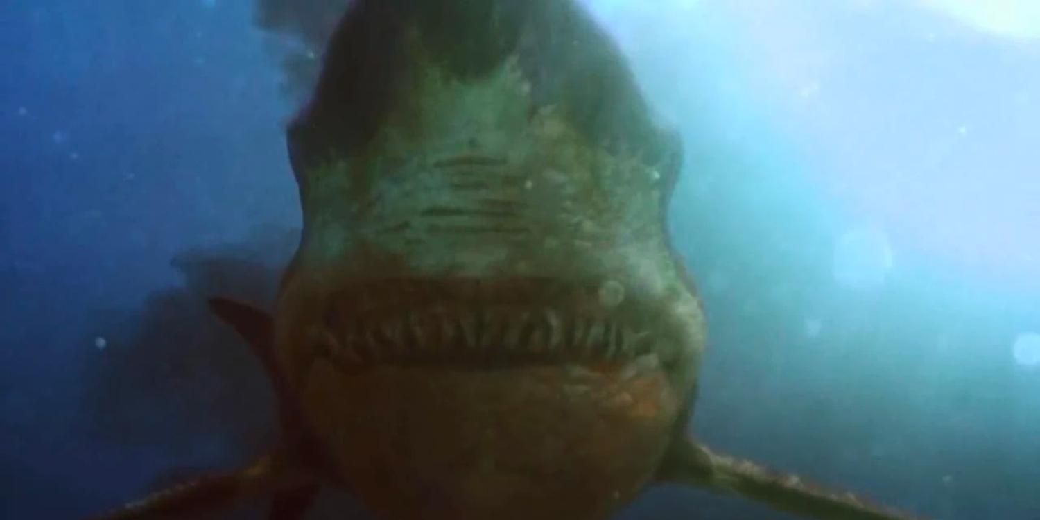O tubarão nadando na câmera em Toxic Shark