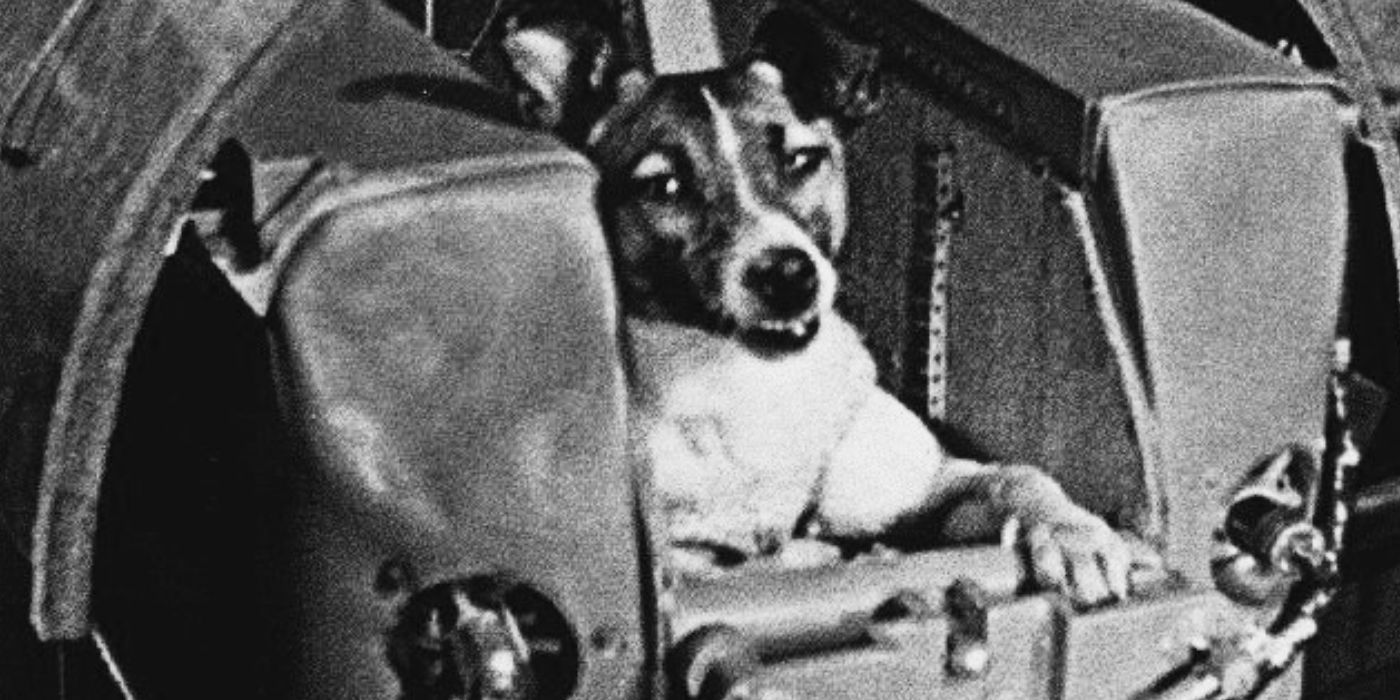 Laika, the dog who died aboard the Sputnik in 1957.