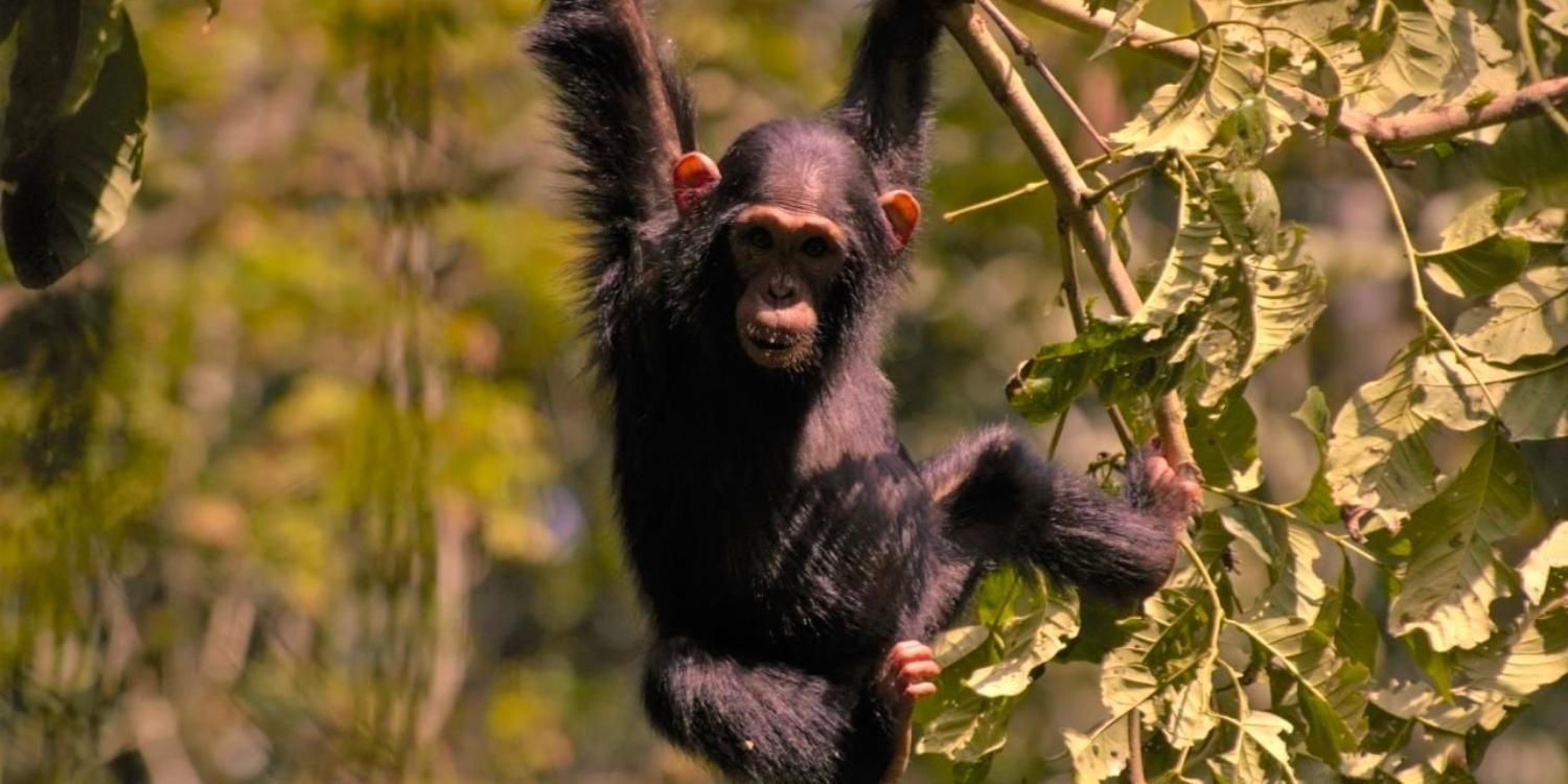 A baby chimp hanging in a tree in Wild Uganda