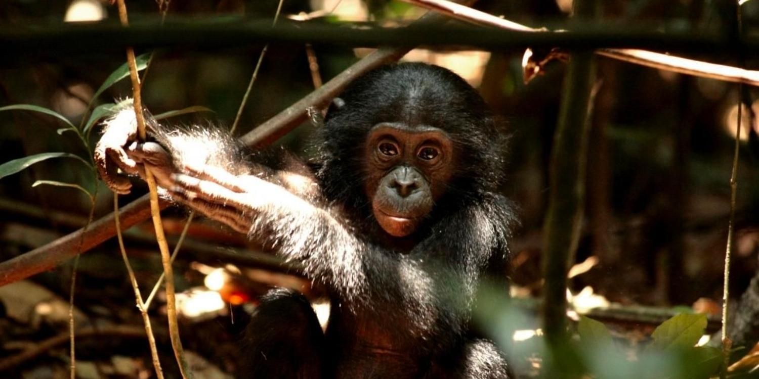 A baby chimp in Wild Congo