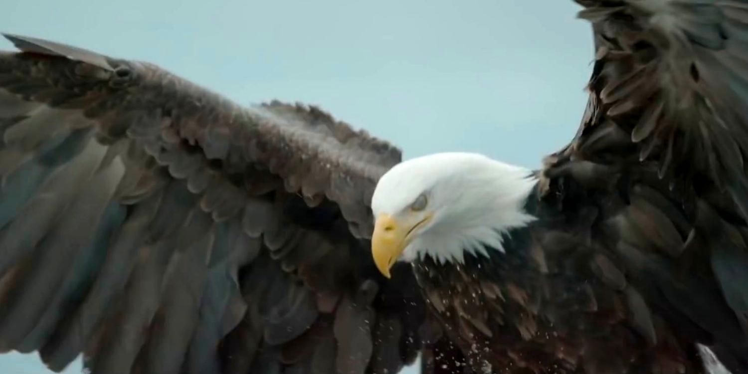 A bald eagle landing in America the Beautiful