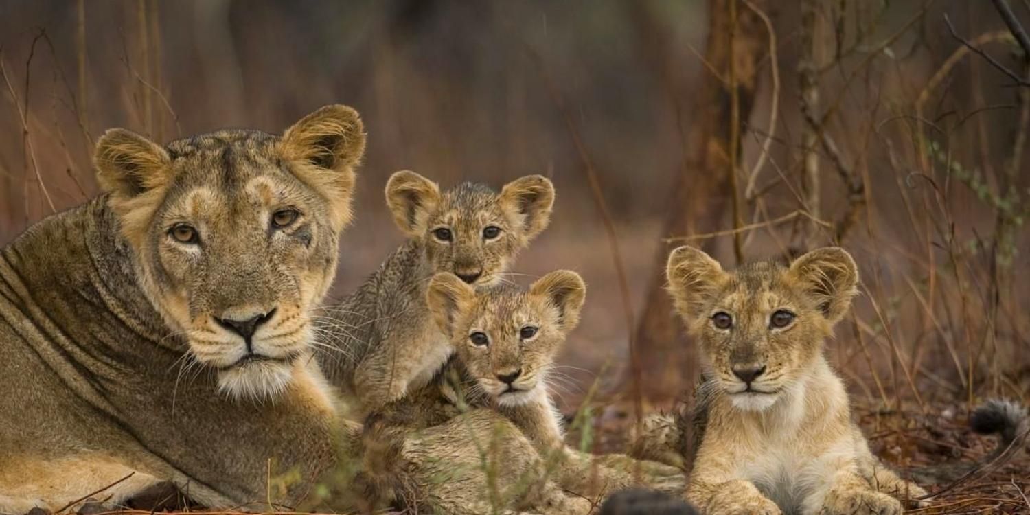 A family of lions in Wild India