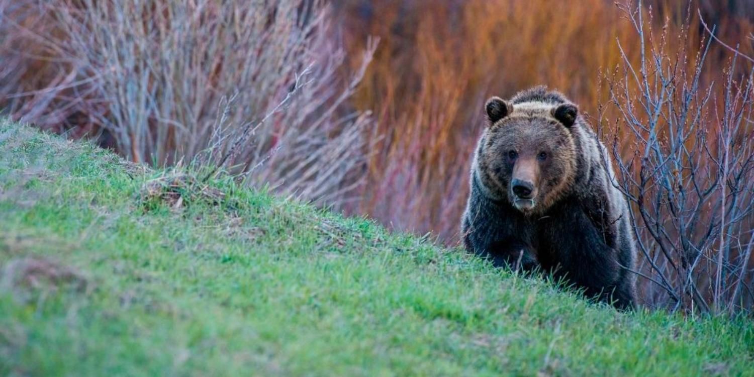 A grizzly bear in the grass in Wild Yellowstone
