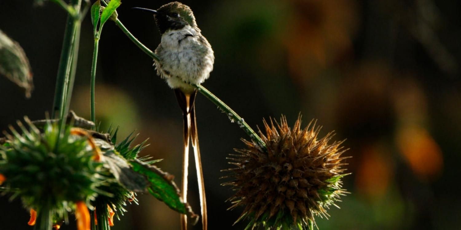 A hummingbird on some thistles in Wild Chile