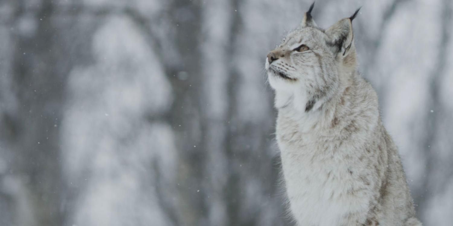 A lynx looking up at the snow in Wild Nordic