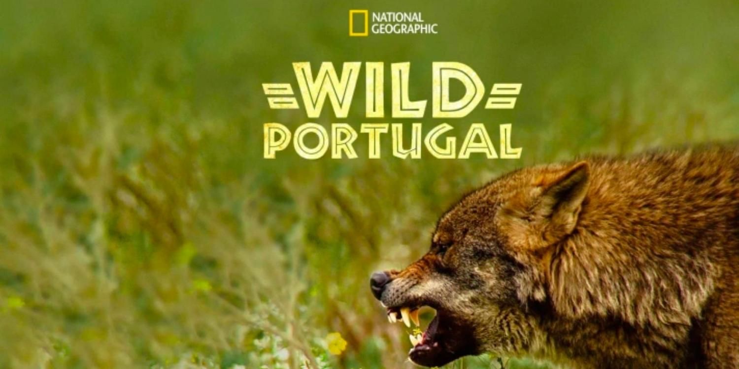 A wolf snarling on the Wild Portugal poster