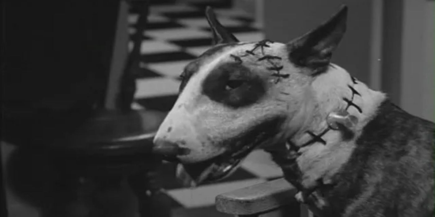 Sparky panting happily in the original Frankenweenie.