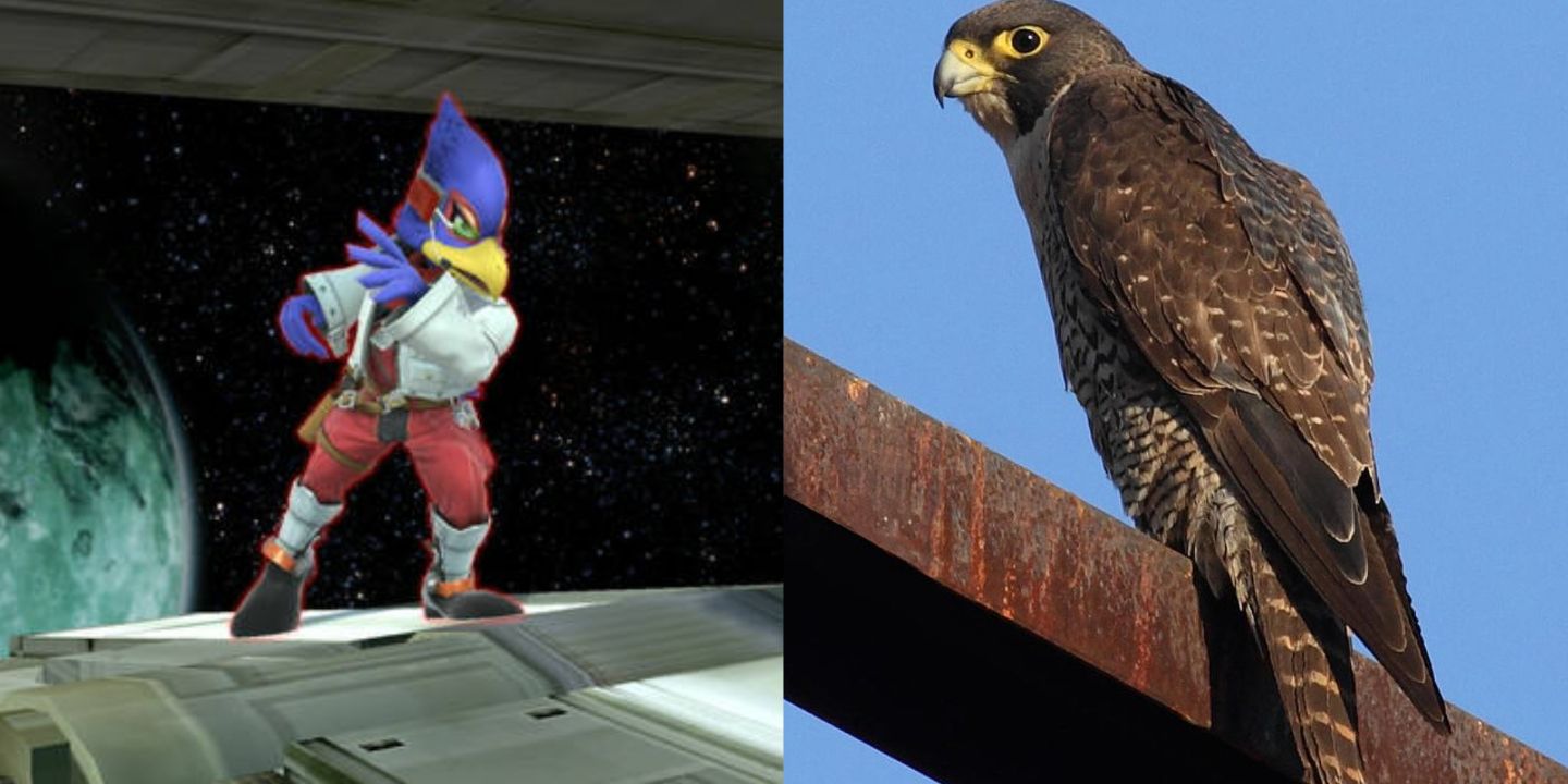 Falco Lombardi and a falcon bird