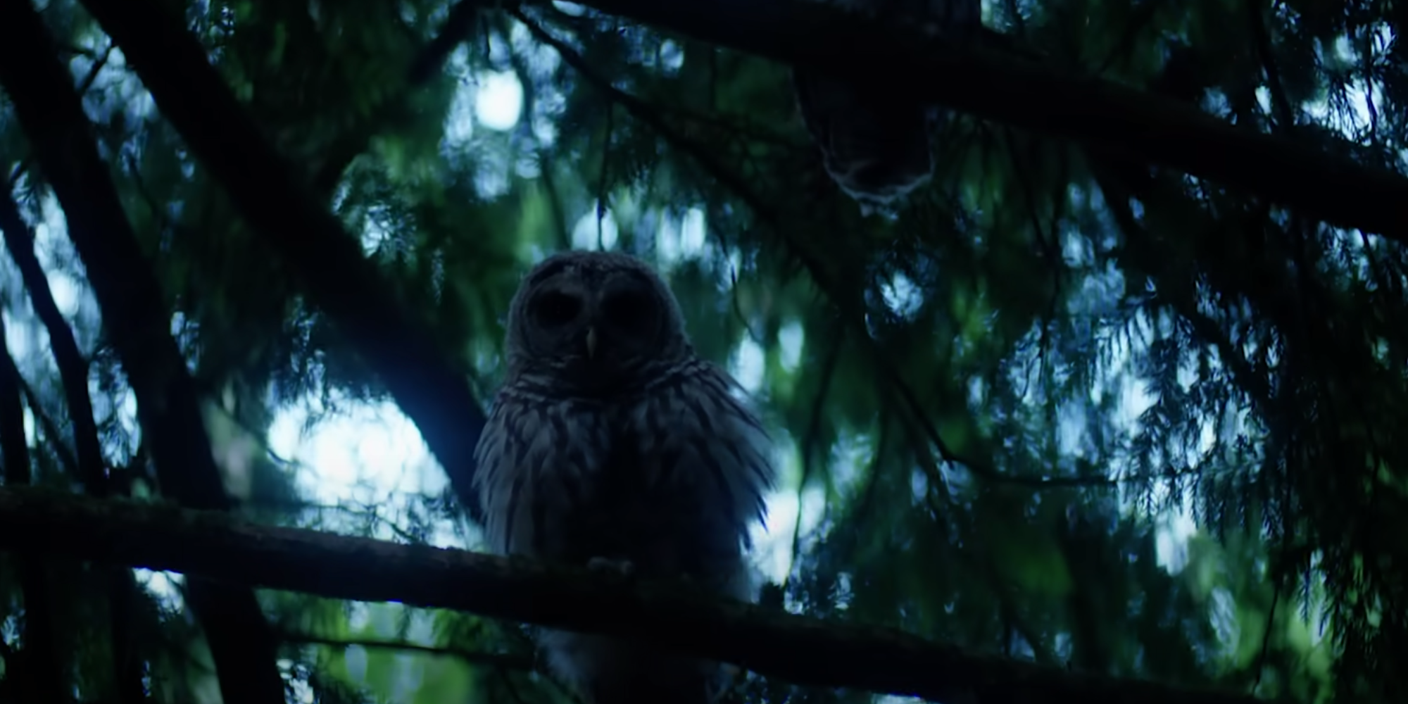 Two owls looking down from trees in Percy Jackson and the Olympians