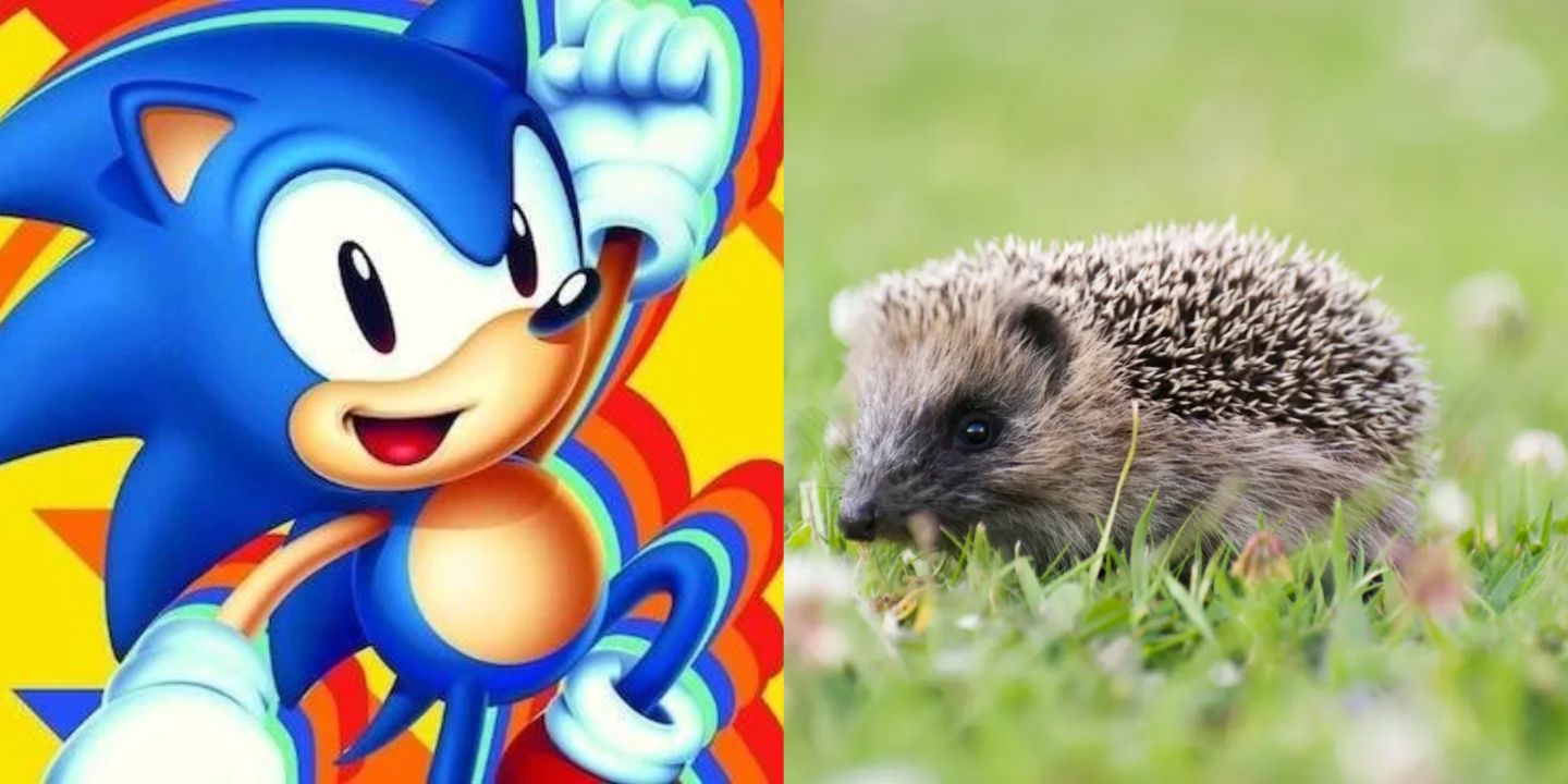 Sonic the Hedgehog and a hedgehog
