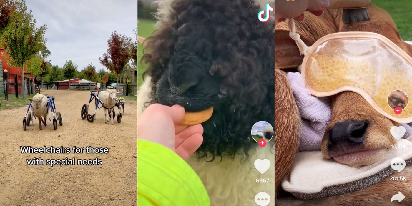 Three side by side images of farm animals from TikTok