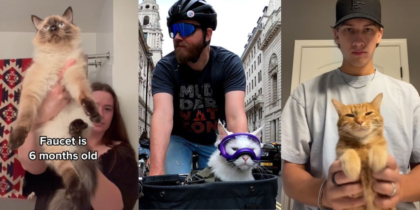 Split image of cats on TikTok, Faucet, Sigrid and Kurt