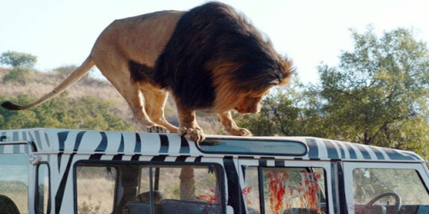 Um leão em cima de uma van de safári manchada de sangue na presa