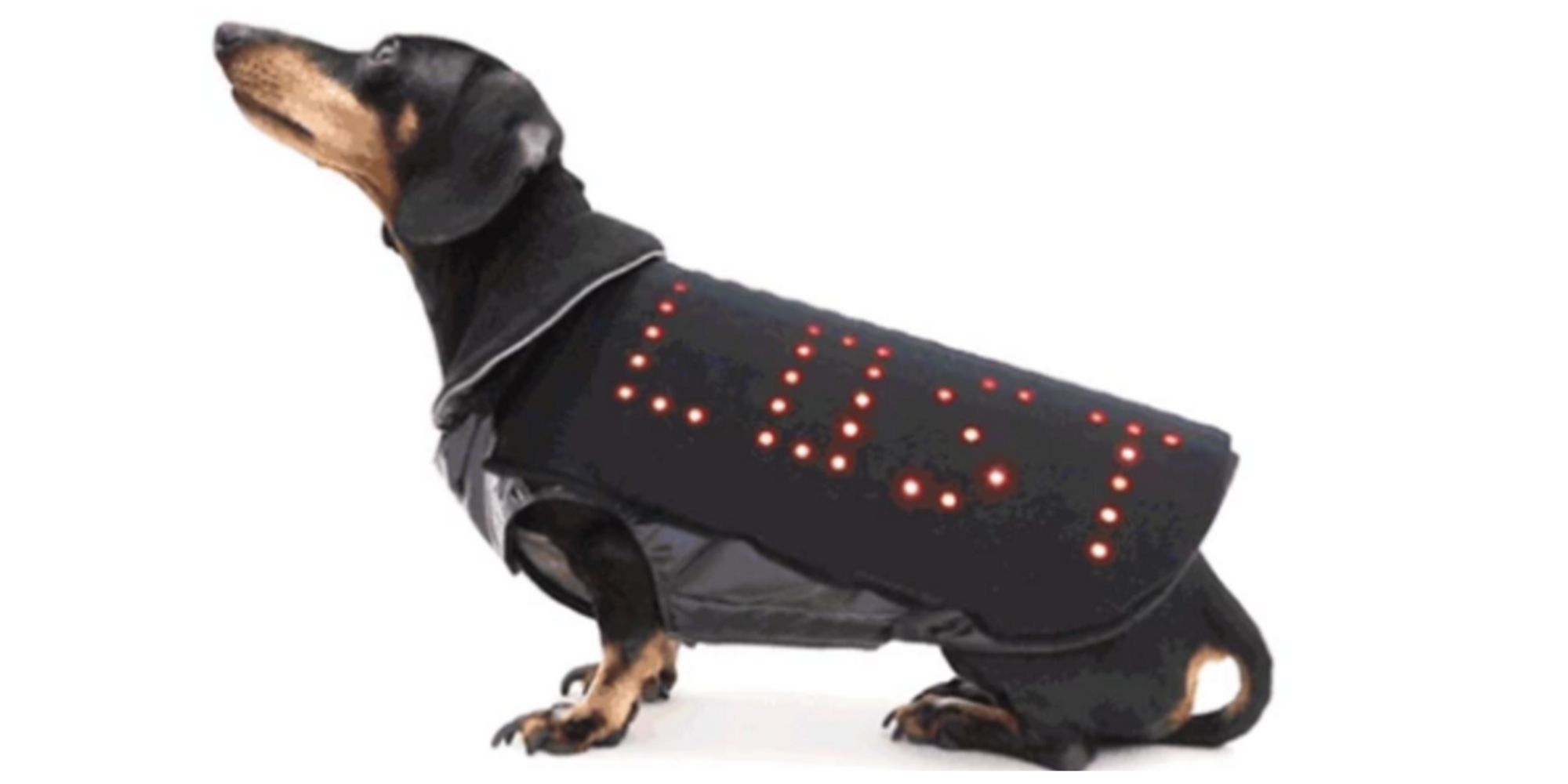 A dog with the Disco Dog Vest