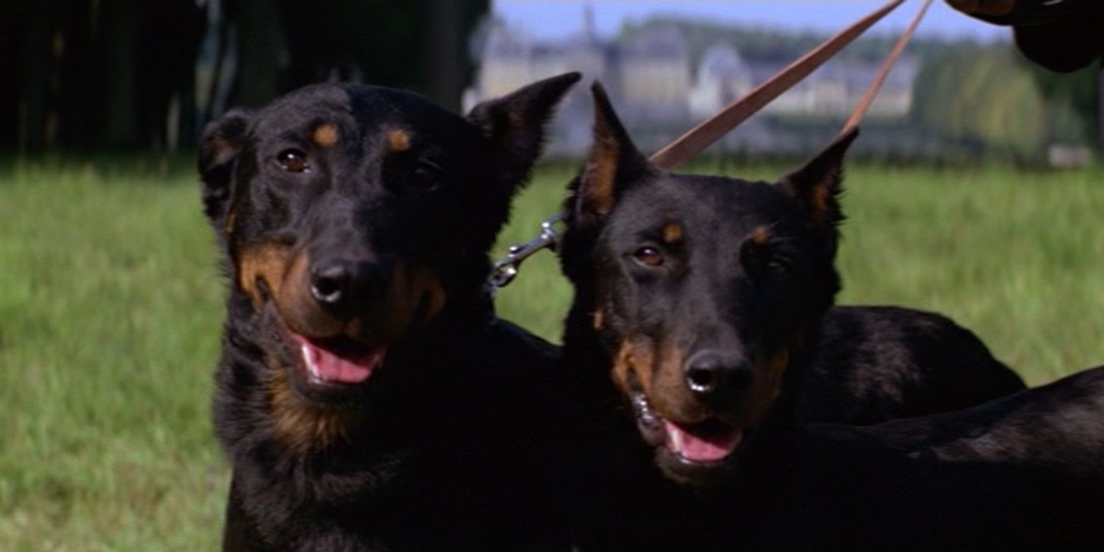 Hugo Drax's guard dogs in Moonraker