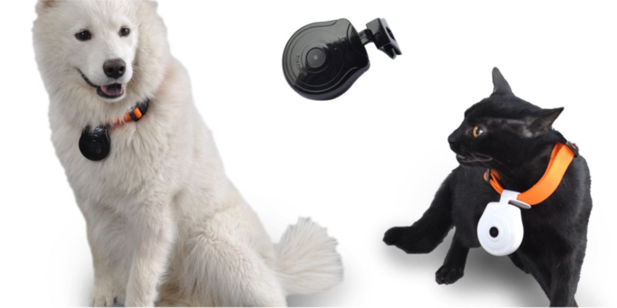 A Dog And A Cat With A Pet Collar Camera