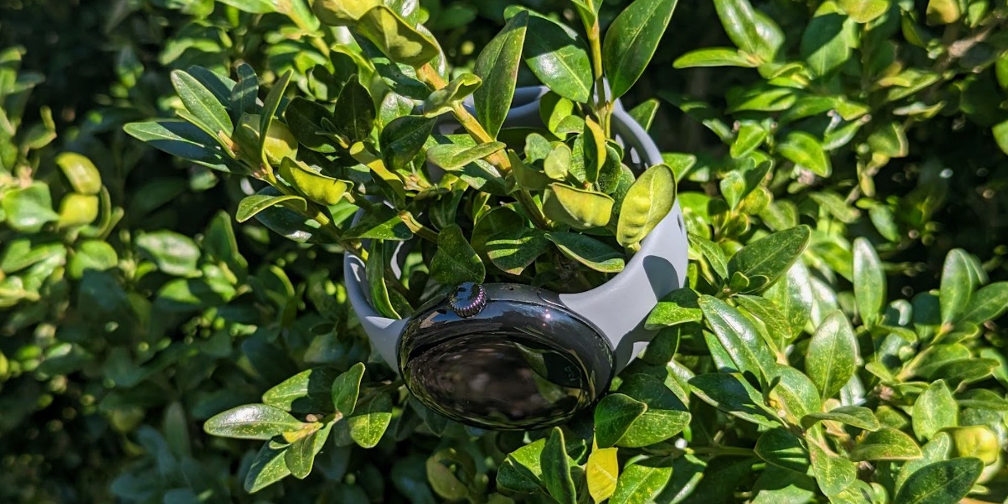 Pixel Watch in a bush.