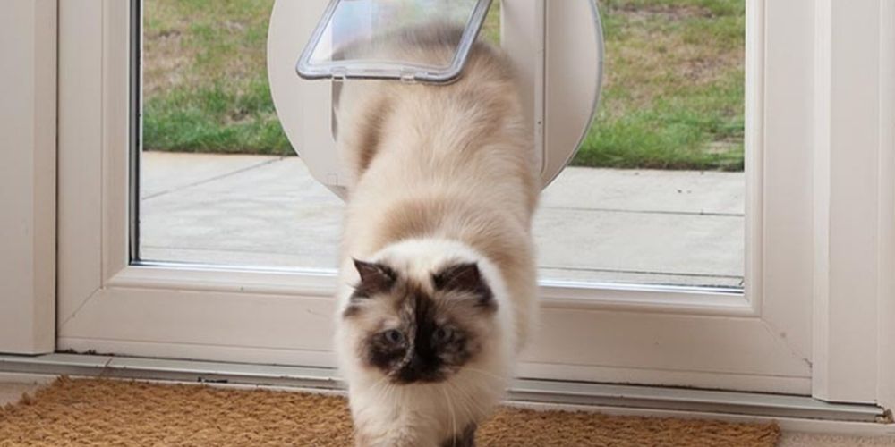 A Cat Going Through A Sureflap Door