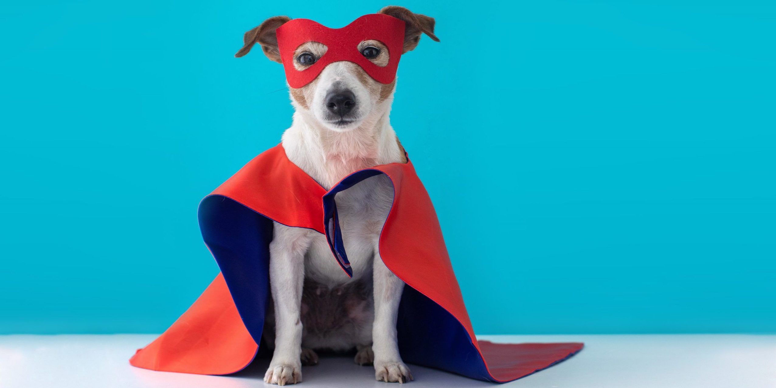 Best Halloween Costumes for Dogs (Updated 2022)