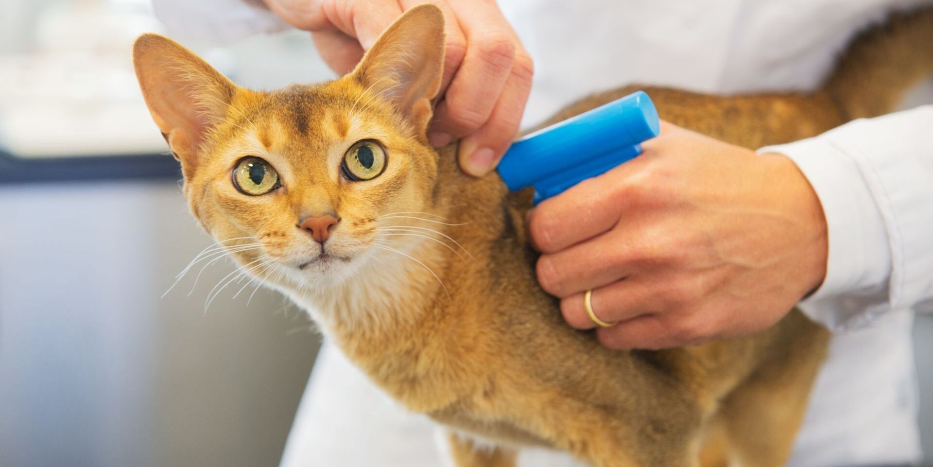 A Cat Being Fitted With A Pet Microchip