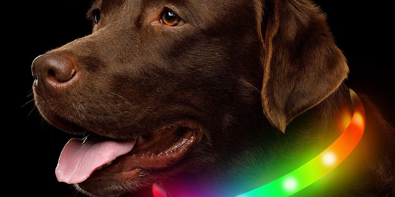 A Dog Wearing An LED Collar