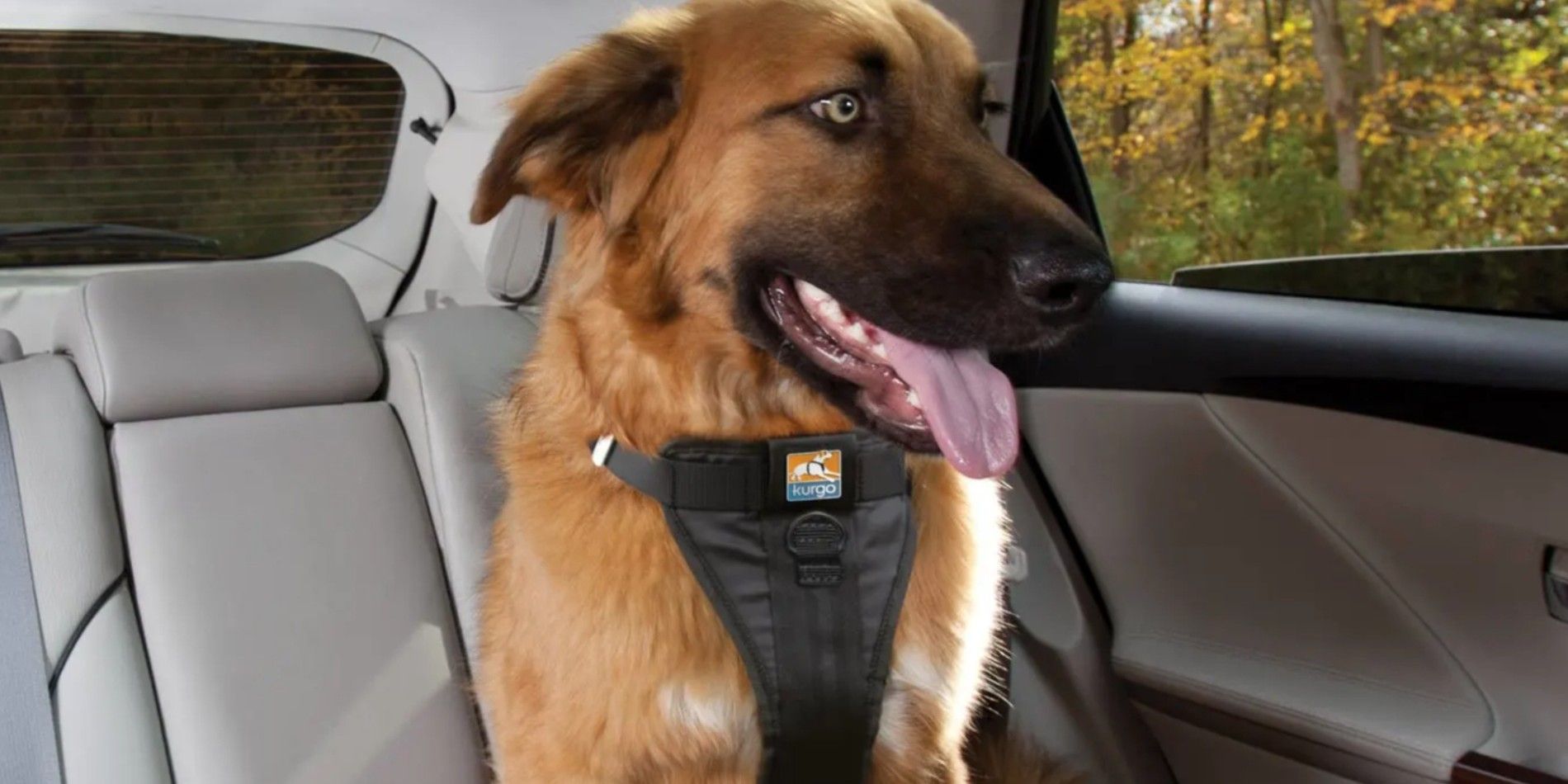 A Dog With A Petco Car Seat Dog Harness