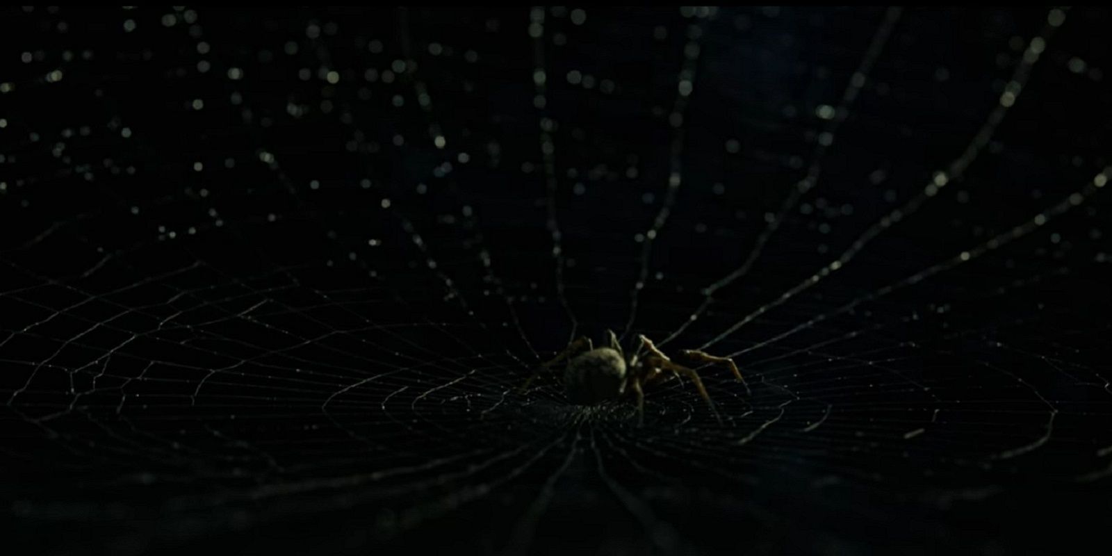 Spiderweb in Cabinet of Curiosities The Autopsy