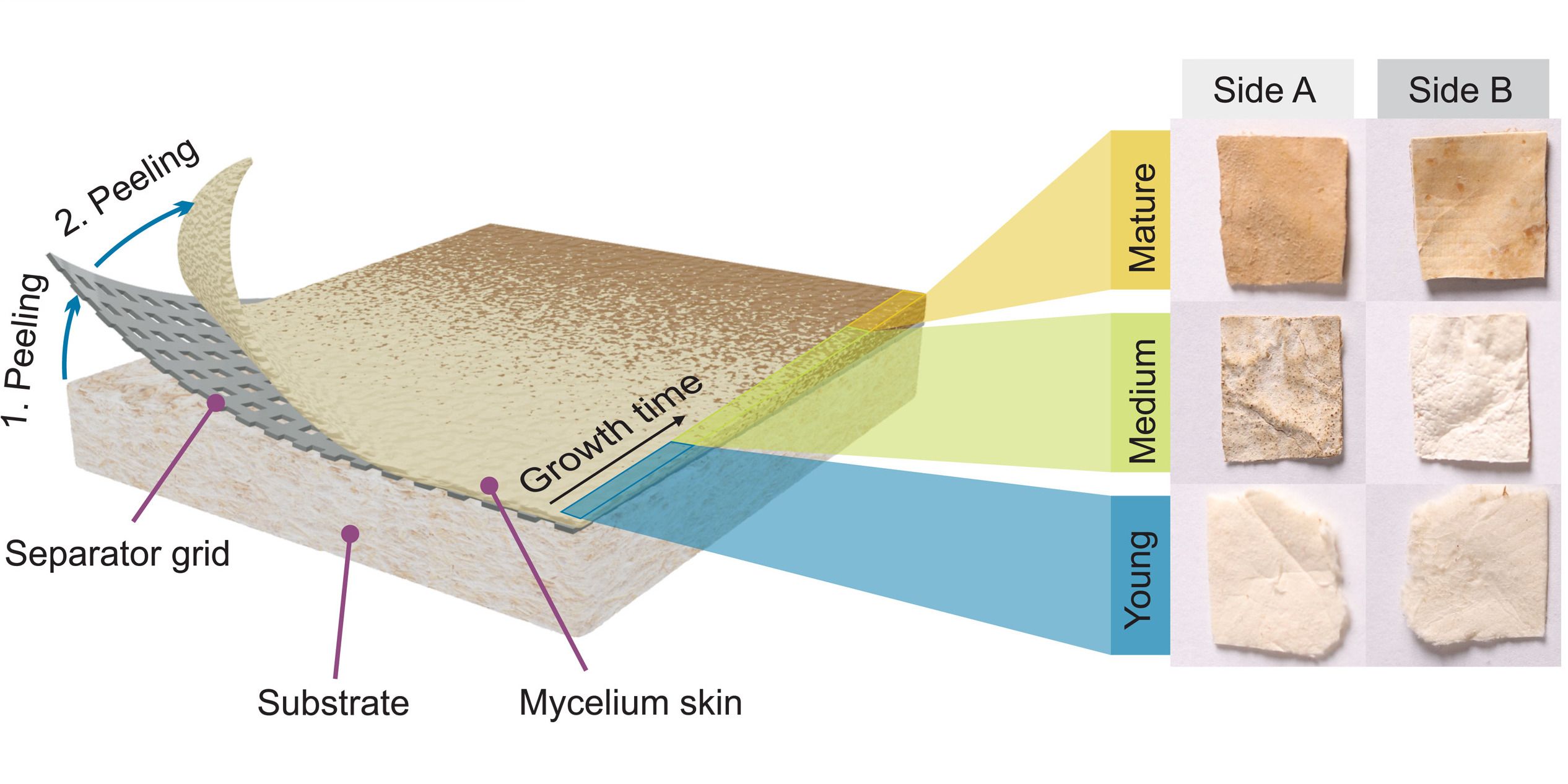 A diagram showing the different layers of the mushroom skin battery, along with the mycelium texture at different growth stages