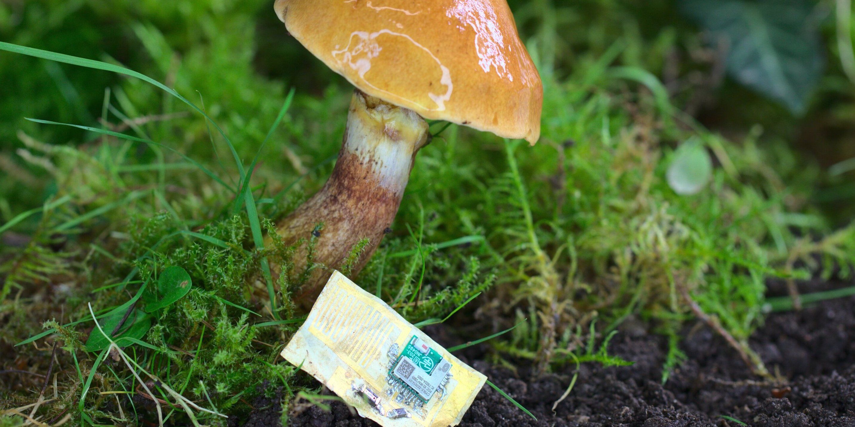 A circuit board made from dried mushroom skin is pictured laying in dirt and grass beside a yellowish brown mushroom