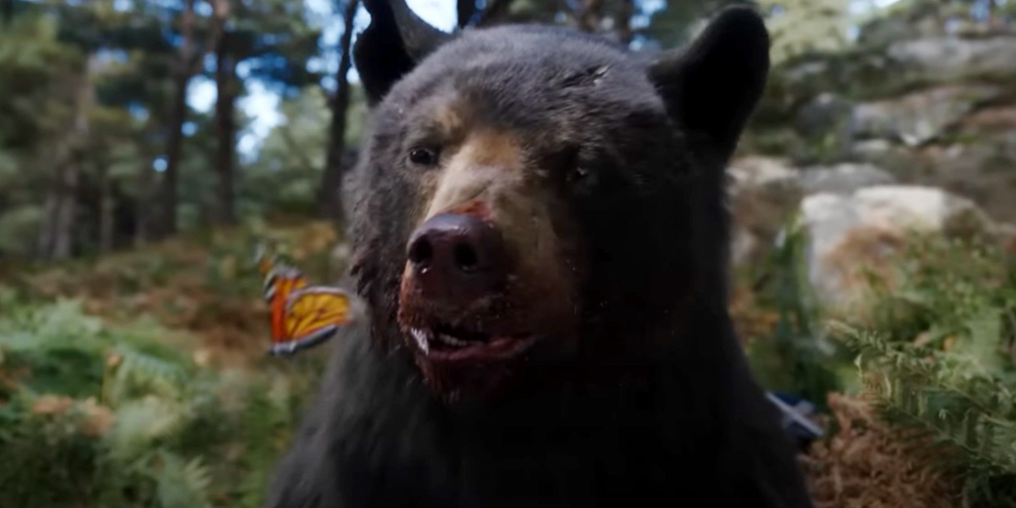 Urso de cocaína observa uma borboleta