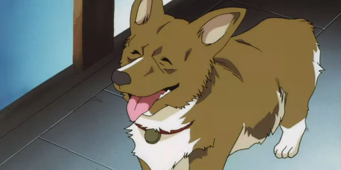 A smiling Ein from Cowboy Bebop