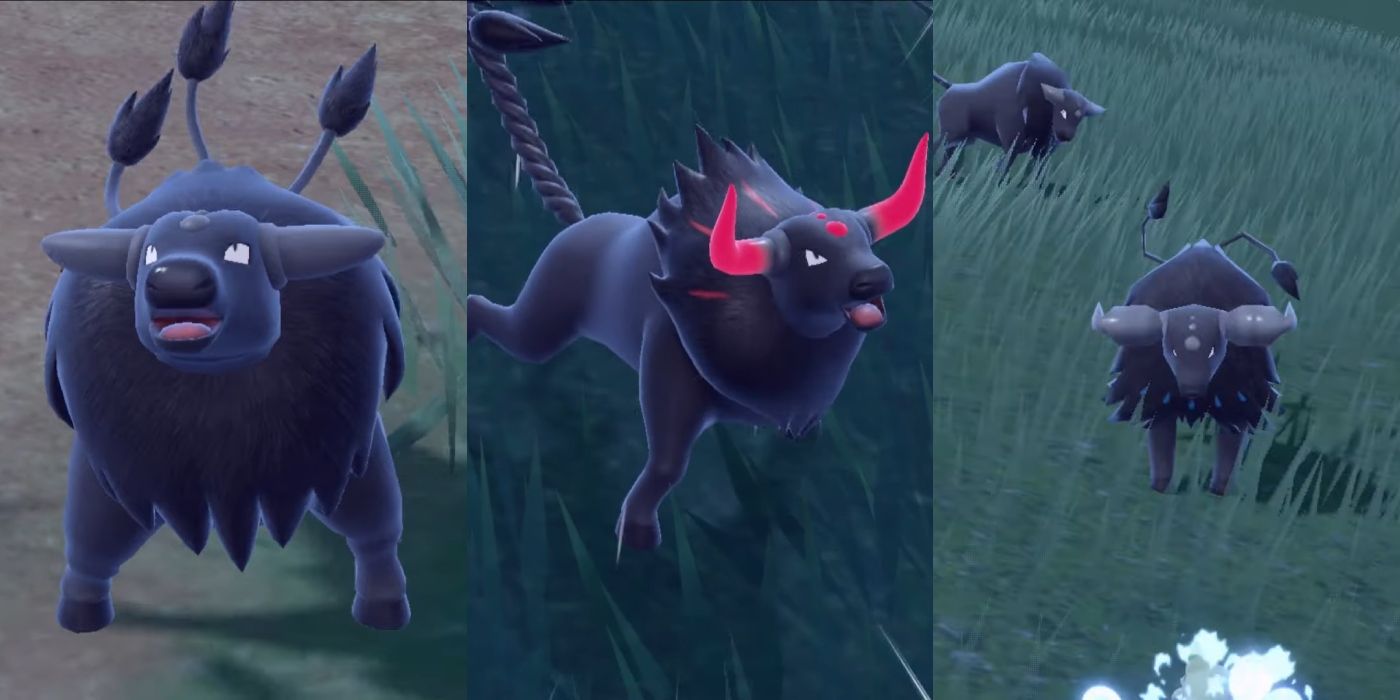 Different forms of Paldean Tauros in Pokémon Scarlet and Violet