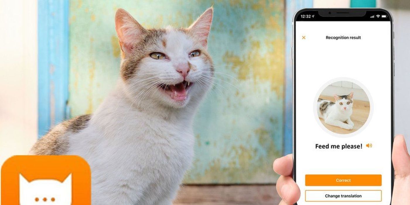 A cat responds to the MeowTalk app