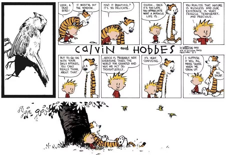 Calvin et l'oiseau mort