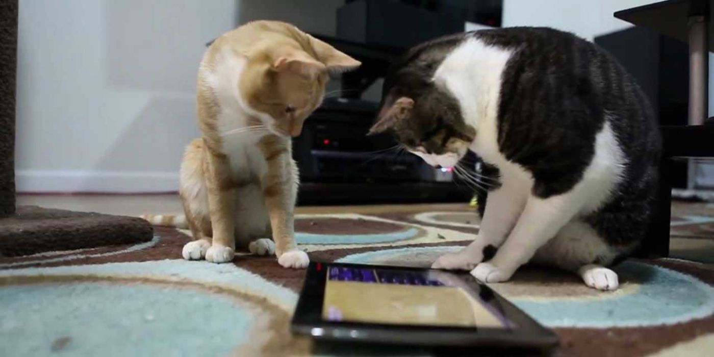 Dos gatos juegan con la aplicación Cat Alone