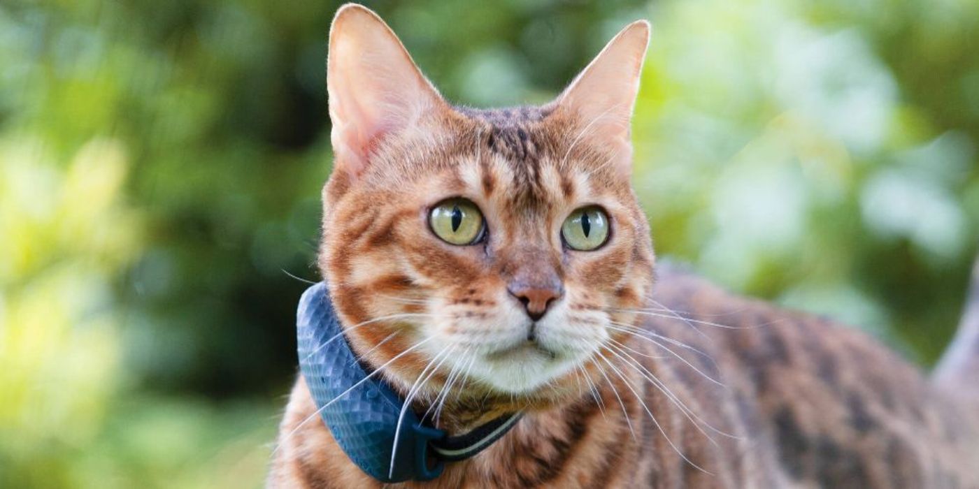 cat with tractive GPS collar