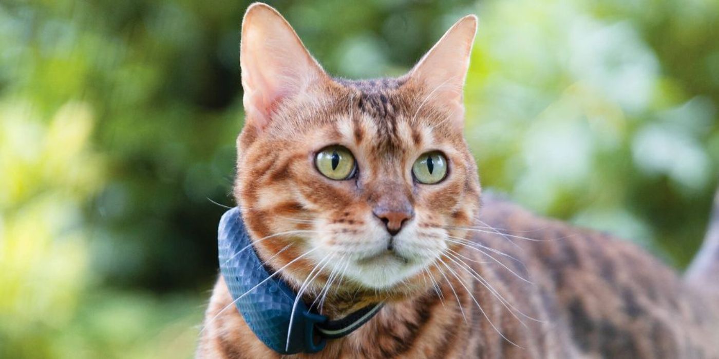 Cat with Traactive GPS collar