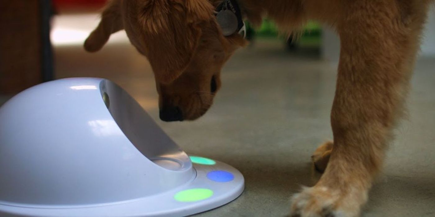 A dog interacts with a CleverPet Console