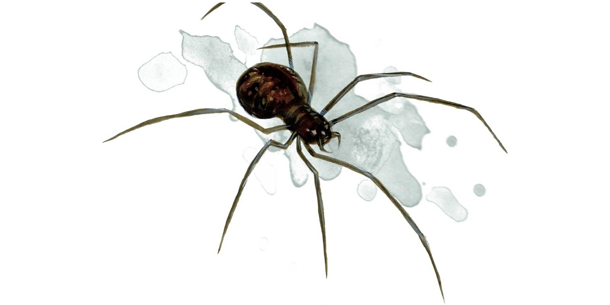 Uma aranha típica de D&D.