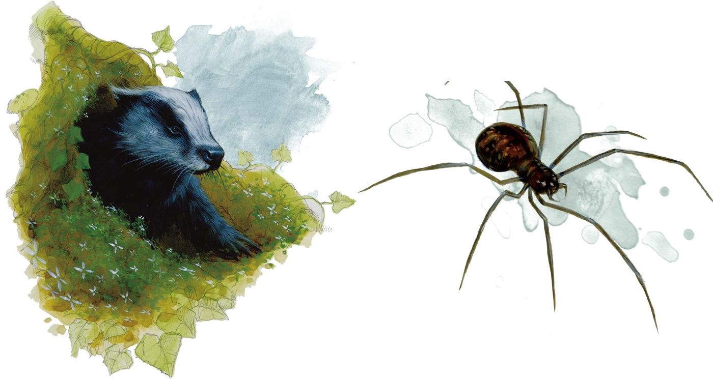 Dungeons & Dragons spider and badger as wild shape druid options