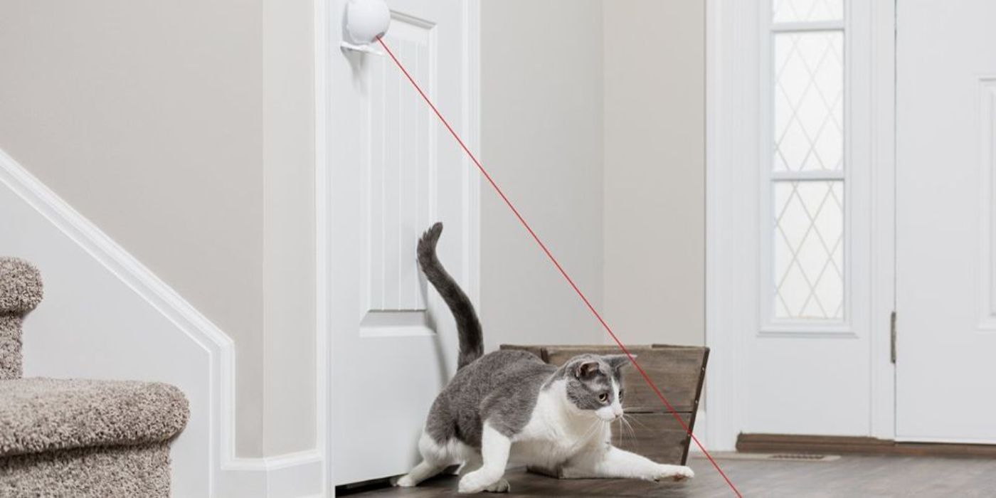 Cat playing with PetSafe Dot Laser Toy