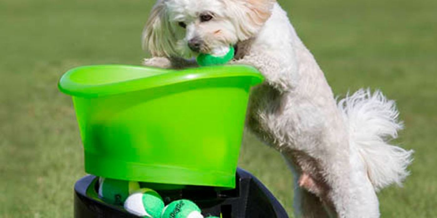 A poodle drops a ball in the GoDogGo ball launcher