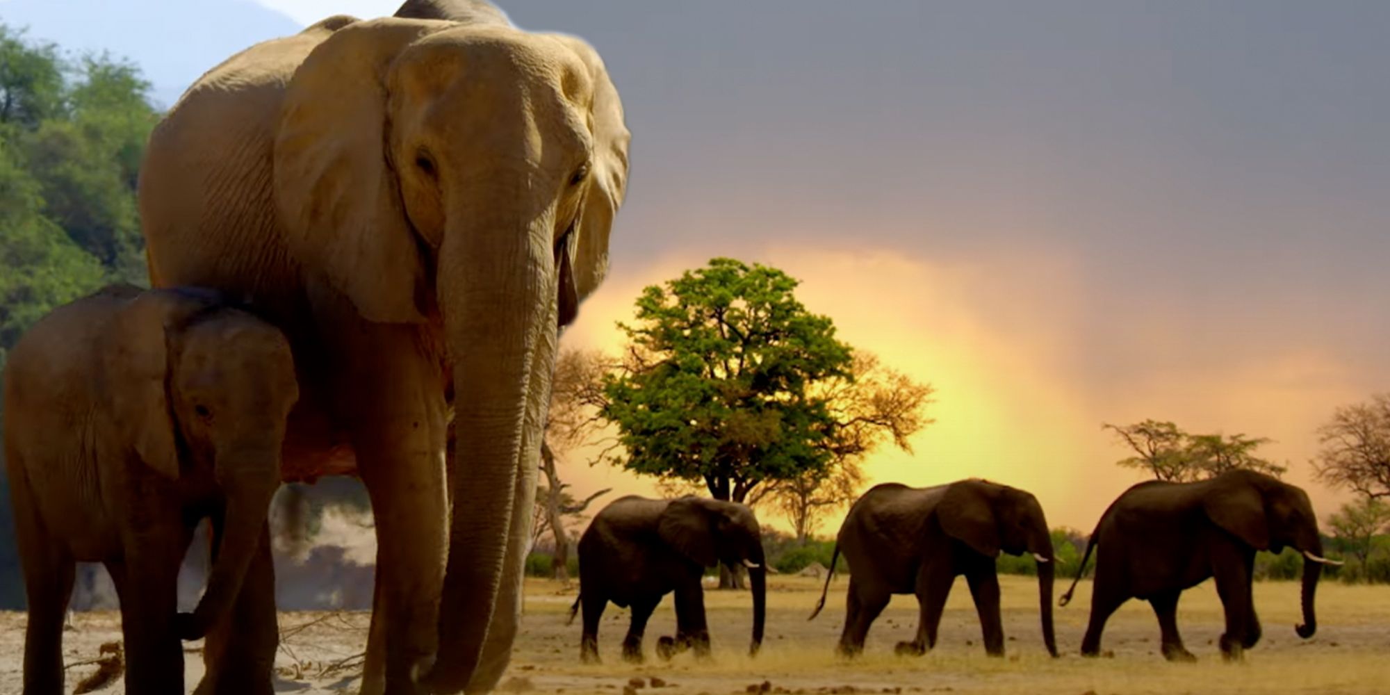 National Geographic Secrets of the Elephants by James Cameron narrated by Natalie Portman